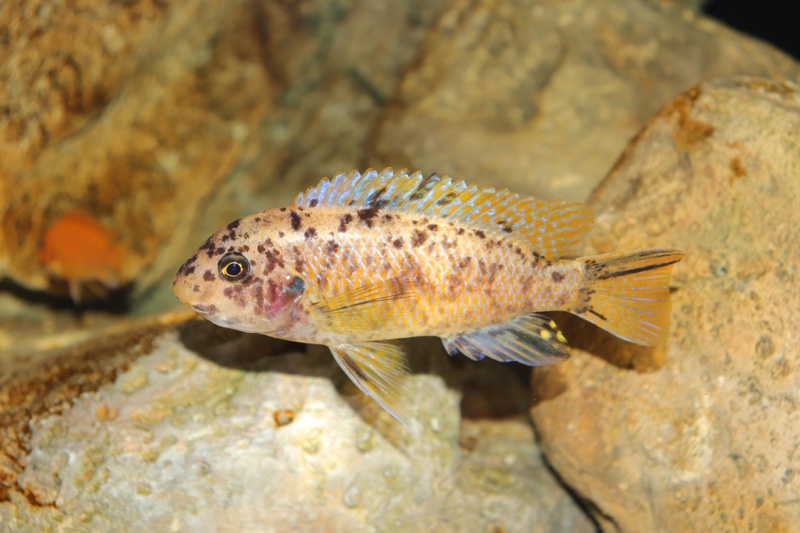 Labeotropheus fuelleborni 'Chimwalani Reef'
